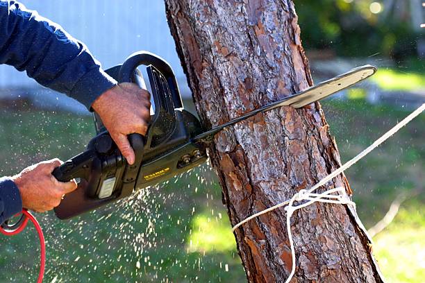 How Our Tree Care Process Works  in  Jonesville, VA