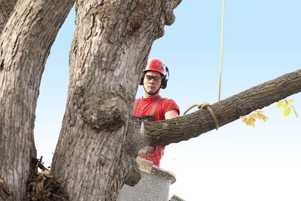 Best Tree Preservation Services  in Jonesville, VA