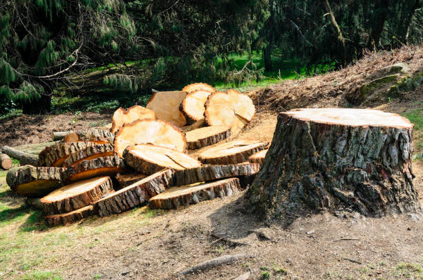 Best Storm Damage Tree Cleanup  in Jonesville, VA